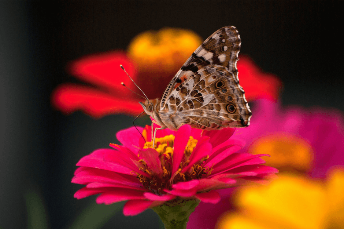 The Benefits of Butterfly Gardens